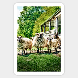 Sheep on the farm Sticker